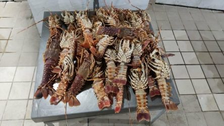 Θεσσαλονίκη: Πρόστιμο του Λιμενικού για πώληση 40 κιλών αστακών σε απαγορευμένη περίοδο (ΦΩΤΟ)