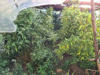 Θεσσαλονίκη: Χειροπέδες σε 55χρονο που καλλιεργούσε δενδρύλλια κάνναβης στον Λαγκαδά (ΦΩΤΟ)