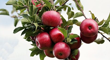 Δυτική Μακεδονία: Αδιάθετη παραμένει η παραγωγή μήλων