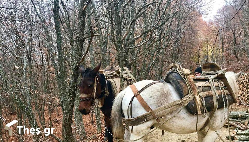 ξύλα ξυλεία υλοτόμοι θέρμανση