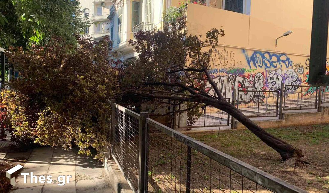 Θεσσαλονίκη πτώση δέντρου