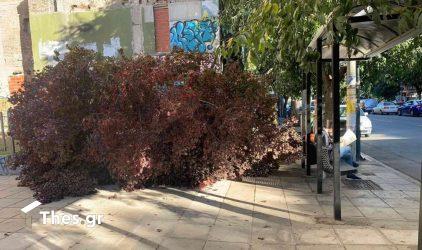 Θεσσαλονίκη: Επεσε δέντρο σε πεζοδρόμιο στην Εγνατία (ΦΩΤΟ)