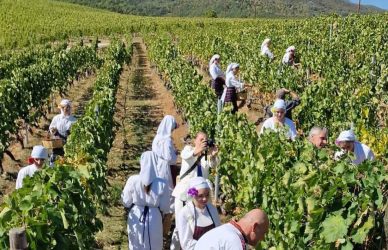 Νάουσα: Αναπαράσταση παραδοσιακού τρύγου, επισκέψεις σε οινοποιεία και μουσικές εκδηλώσεις στο 2ο Φεστιβάλ Τρύγου (ΦΩΤΟ)