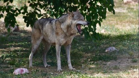 Αλεξάνδρεια: Ντελιβεράς συνάντησε λύκο στο κέντρο της πόλης (ΒΙΝΤΕΟ)