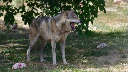 Θεσσαλονίκη: Λύκος επιτέθηκε σε σκύλο σε αυλή σπιτιού στην Επανομή