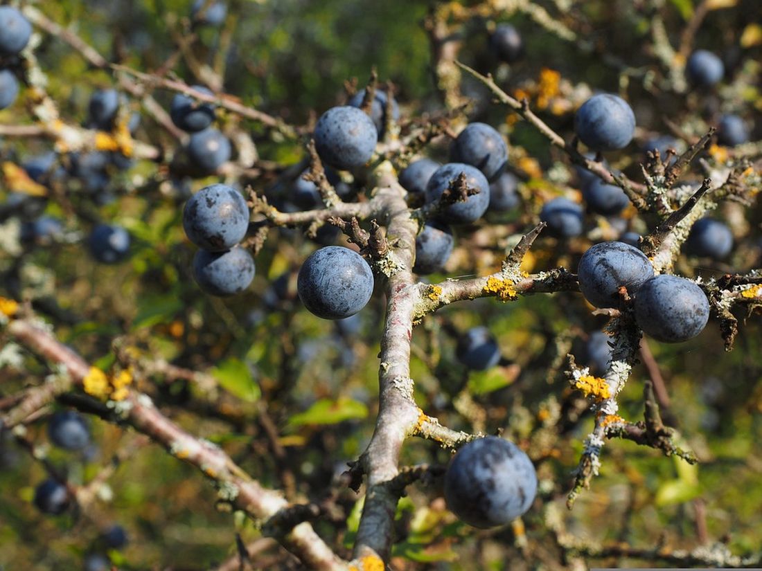 προύνα ή τσάπουρνα super food