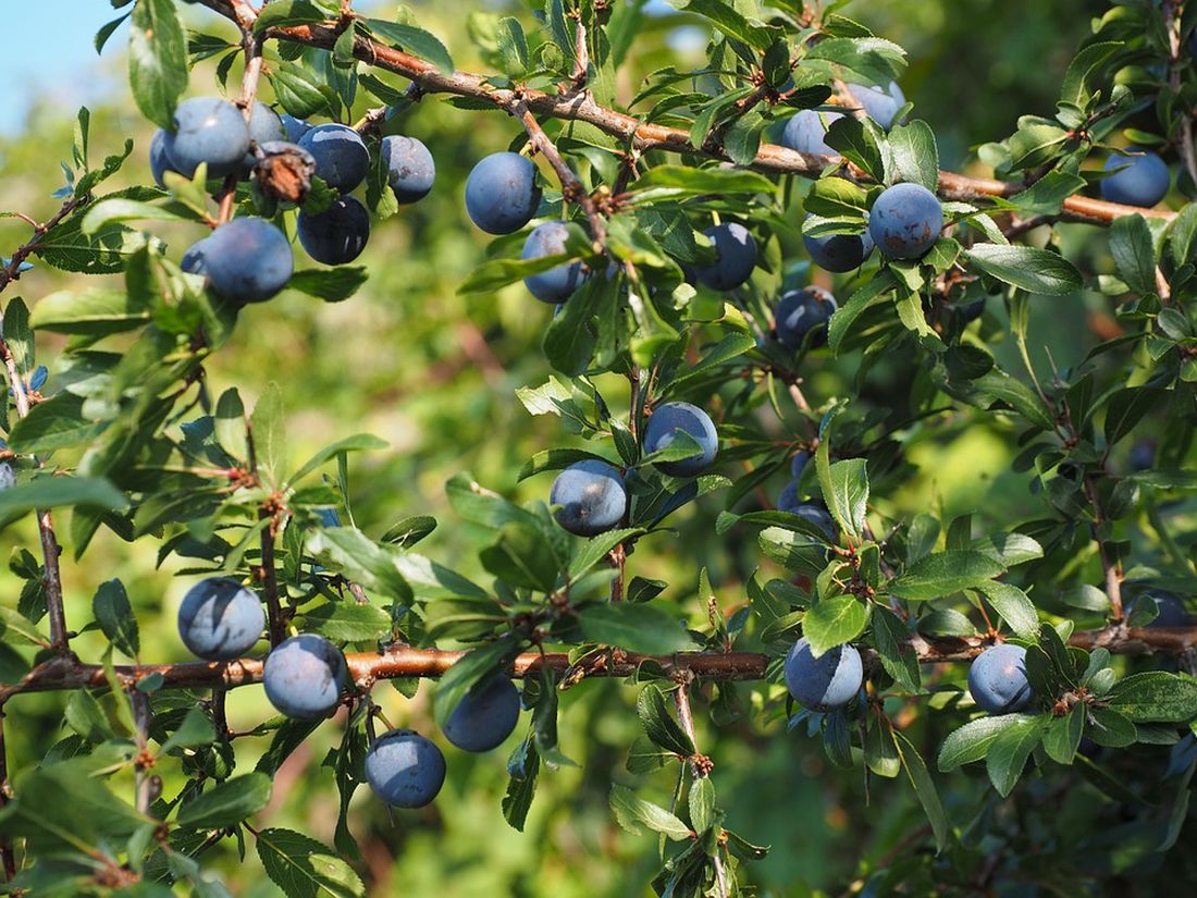 προύνα ή τσάπουρνα super food