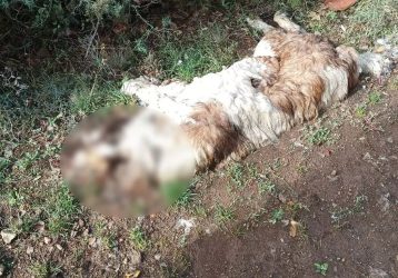 Φρίκη: Πέταξαν στο δρόμο νεκρό σκύλο με αλυσίδα στο λαιμό