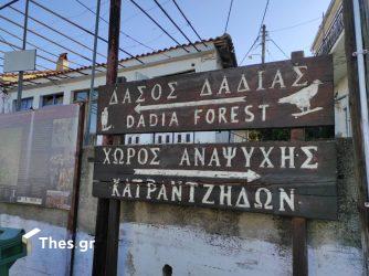 Ξεκινά αύριο (5/11) στη Δαδιά η 12η Γιορτή Μανιταριού