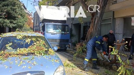 Θεσσαλονίκη: Μεγάλο κλαδί δέντρου έσπασε και έπεσε στην Μπότσαρη