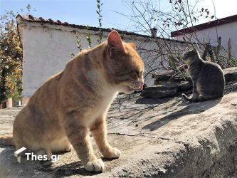 Περιστερά χωριό Θεσσαλονίκη Δήμος Θέρμης ιστορικός οικισμός γάτες