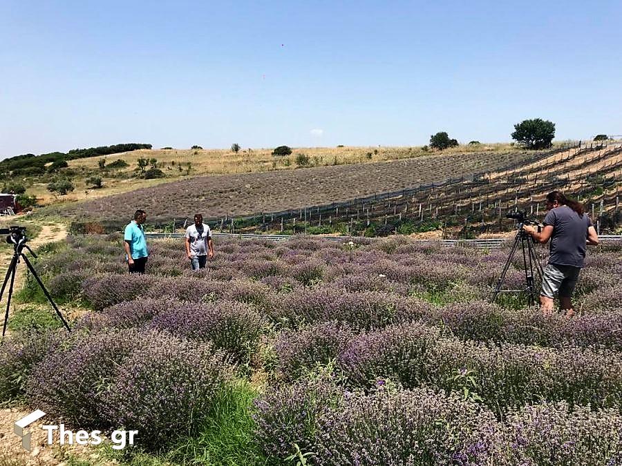 Καλλιέργεια Λεβάντας Πετράλωνα Χαλκιδική LavenderWolrd εκπομπή ΠΑΡΑΓΩΓΗΝ Β' ΚΥΚΛΟΣ ΠΡΕΜΙΕΡΑ