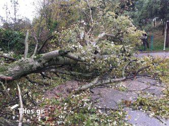 Θεσσαλονίκη: Πτώσεις δέντρων από τoυς ισχυρούς ανέμους