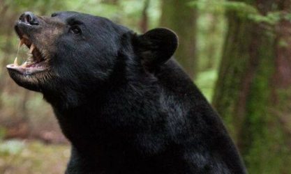 Οι αρκούδες στις ΗΠΑ κοκκινίζουν λόγω μετάλλαξης
