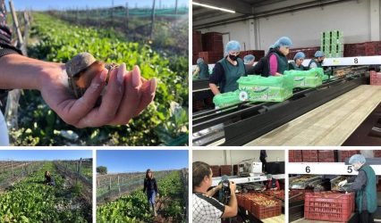ΠΑΡΑΓΩΓΗΝ: Μαθαίνουμε για το ακτινίδιο Ημαθίας και την εκτροφή σαλιγκαριών στη Χαλκιδική