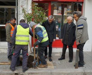 Δήμος Θεσσαλονίκης: Πάνω από 3000 δενδροφυτεύσεις μέχρι την άνοιξη