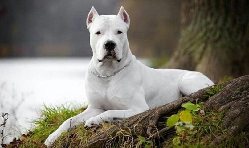 Dogo Argentino