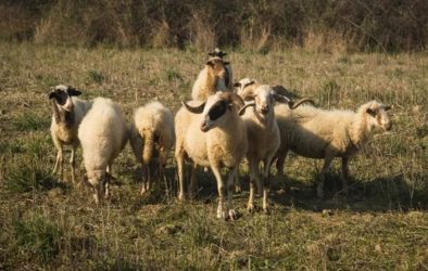 Κριάρι τραυμάτισε σοβαρά γυναίκα στη σπονδυλική στήλη