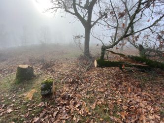 Δήμος Βόλβης: Τους τσάκωσαν για παράνομη υλοτόμηση ξυλείας πολλών τόνων (ΦΩΤΟ)
