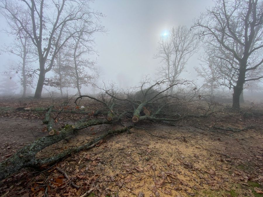 Δήμος Βόλβης: Τους τσάκωσαν για παράνομη υλοτόμηση ξυλείας πολλών τόνων