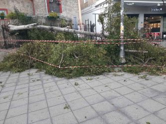 Δήμος Θεσσαλονίκης: Ανακοίνωση για τις 8 πτώσεις δέντρων λόγω της κακοκαιρίας (ΦΩΤΟ)
