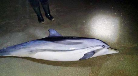 Νεκρό δελφίνι ξεβράστηκε σε παραλία της Καβάλας