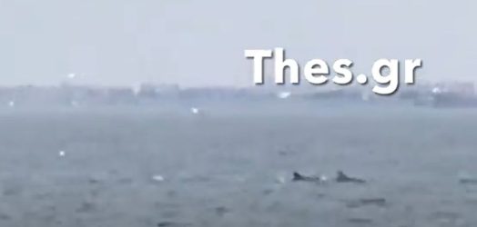 Θεσσαλονίκη: Δελφίνια εμφανίστηκαν να κολυμπούν στον Θερμαϊκό (ΒΙΝΤΕΟ & ΦΩΤΟ)