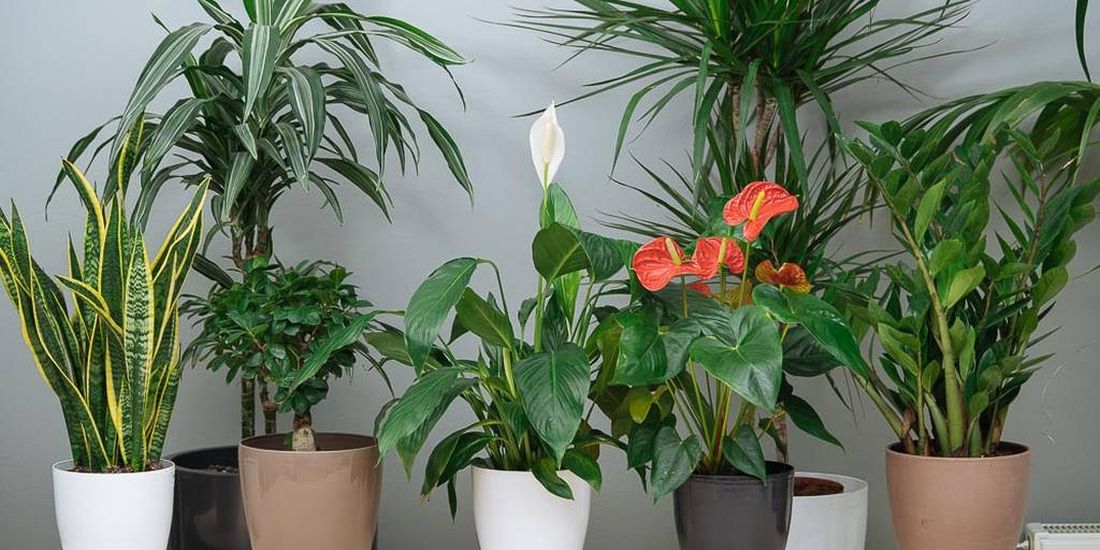 φυτά εσωτερικού χώρου καθαρίζουν πνεύμονες