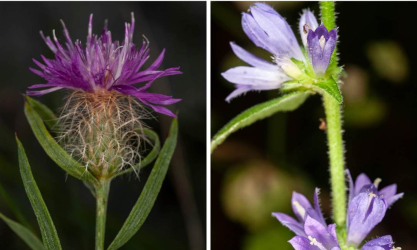 Παγγαίο φυτά μελέτη Centaurea pangea Campanula pangea