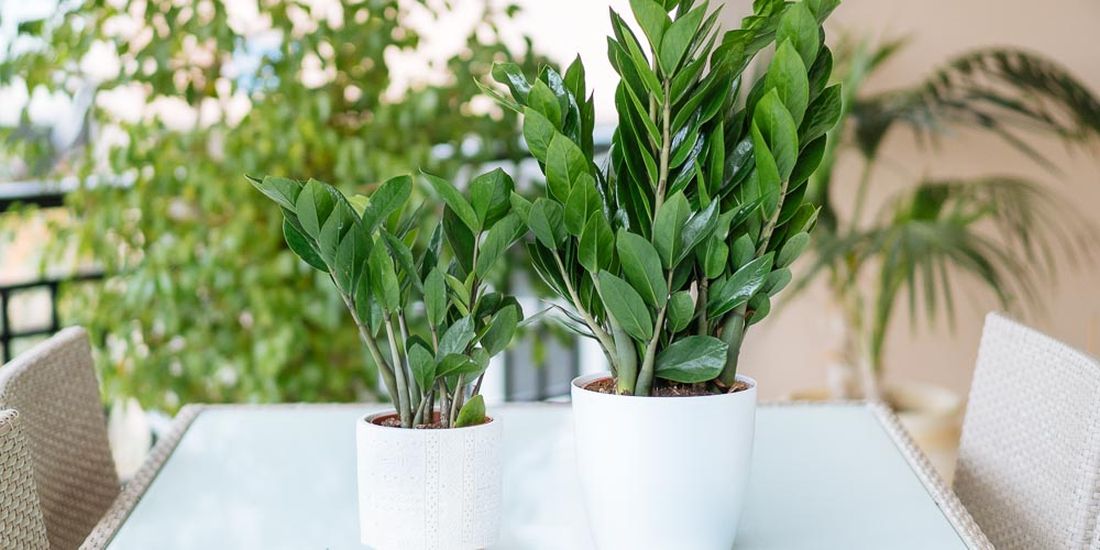 Είδος φτέρης - Zamioculcas zamiifolia