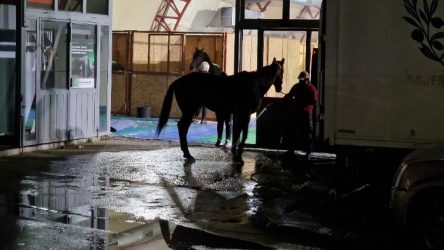 Zootechnia: Αλογα διαφόρων φυλών θα καλπάσουν αύριο (3/2) στους δρόμους της Θεσσαλονίκης