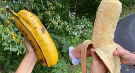 Η μεγαλύτερη μπανάνα στον κόσμο έγινε viral στο διαδίκτυο