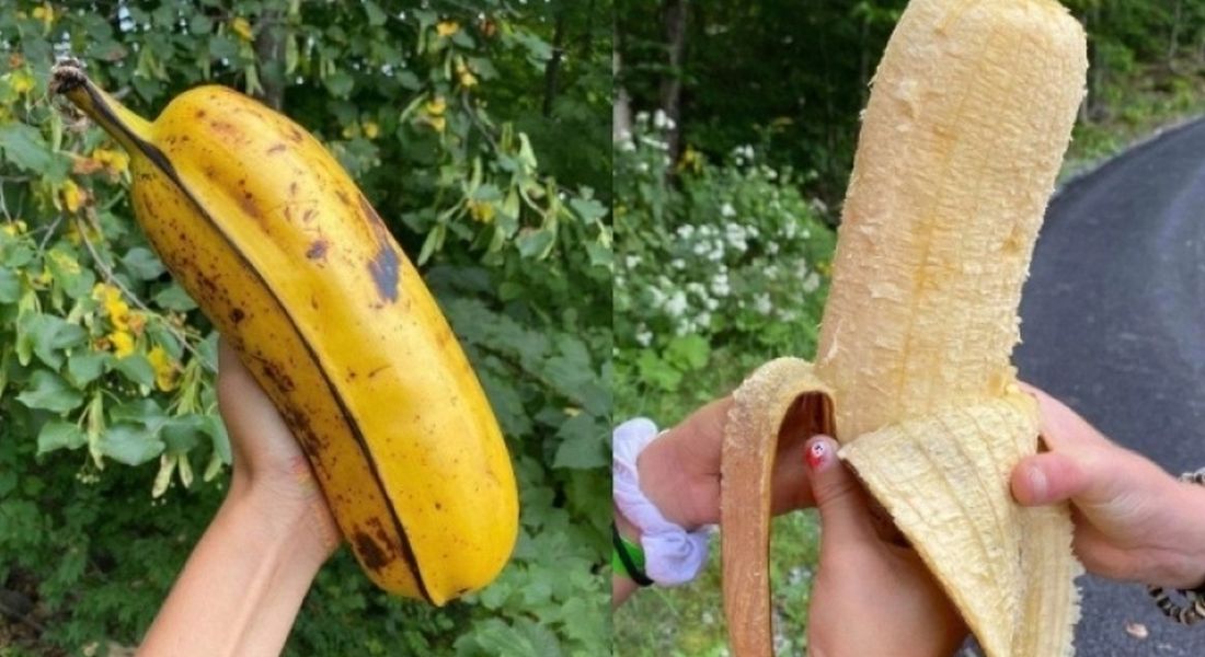 η μεγαλύτερη μπανάνα στον κόσμο