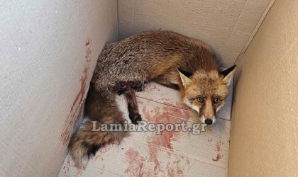 Λαμία: Διασώθηκε πληγωμένη αλεπού – Είχε κρυφτεί κάτω από αυτοκίνητα (ΦΩΤΟ)