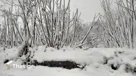 Ερχεται τσουχτερός χειμώνας – Τι προβλέπουν τα μερομήνια
