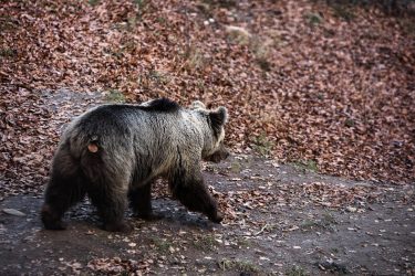 Ξύπνησαν οι αρκούδες στο Κέντρο Προστασίας στο Νυμφαίο