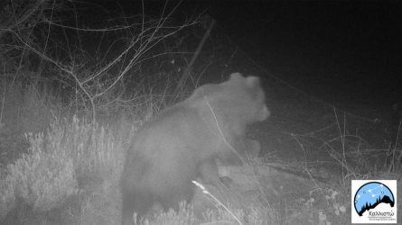 Αρκουδα “έβαλε χέρι” σε 40 κιλά μέλι στο όρος Πάικο (ΦΩΤΟ)