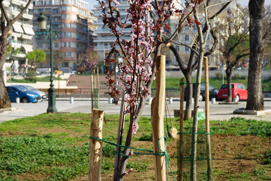 δενδροφύτευση στην πλατεία Αρχαίας Αγοράς