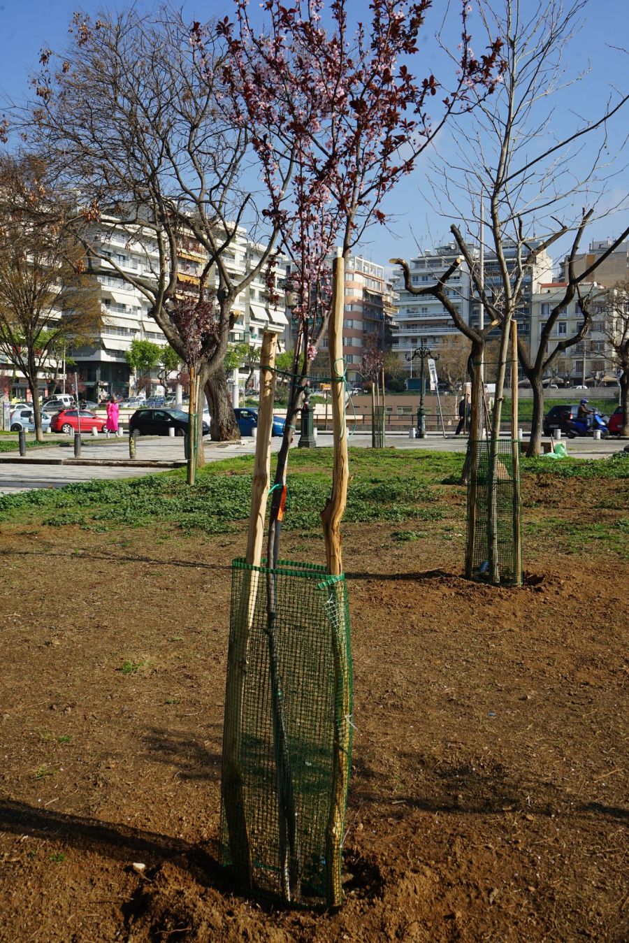 δενδροφύτευση στην πλατεία Αρχαίας Αγοράς 