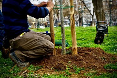 Δήμος Θεσσαλονίκης: Αρχισαν οι εκτεταμένες δενδροφυτεύσεις στην πλατεία Αρχαίας Αγοράς (ΦΩΤΟ