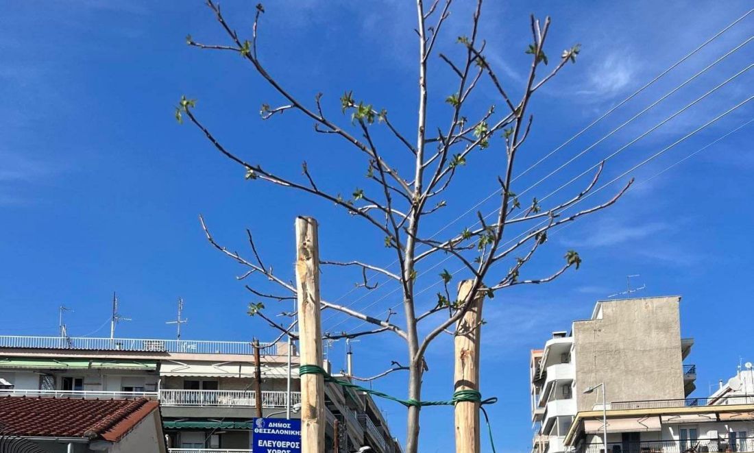 δήμος Θεσσαλονίκης δεντροφυτεύσεις Τριανδρία