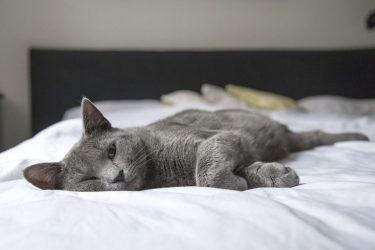 Τελικά τα κατοικίδια σας επηρεάζουν τον ύπνο σας;