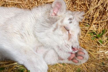 Αττικό Πάρκο: Επιπλοκές που μπορεί να αποβούν μοιραίες για το λευκό τιγράκι