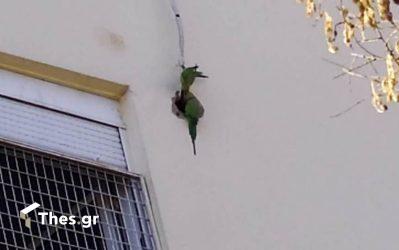 Θεσσαλονίκη: Τα παπαγαλάκια…. ξαναχτυπούν – Σε ποια απίθανα μέρη τα πετυχαίνεις (ΦΩΤΟ)