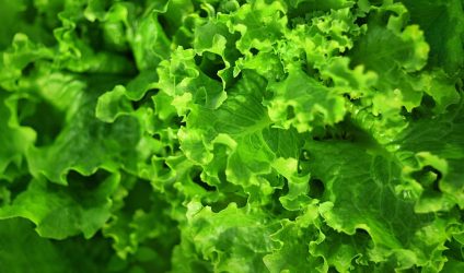 Λαχανικά: Μία μερίδα πράσινα την ημέρα ξανανιώνει κατά 4 χρόνια τον εγκέφαλο