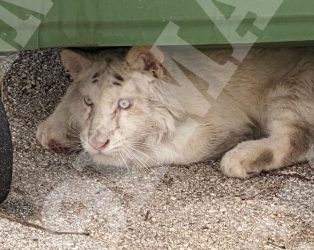 Πιθανή η ευθανασία στο λευκό τιγράκι που εγκαταλείφθηκε στα σκουπίδια του Αττικού Πάρκου