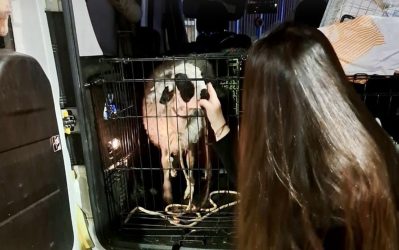 Εσωσαν αρνί που θα το έσφαζαν δημόσια