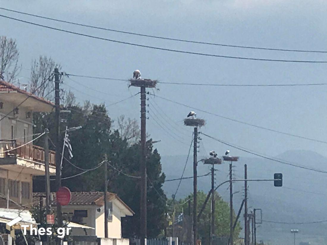 χωριό των πελαργών Νυμφόπετρα πελαργοί