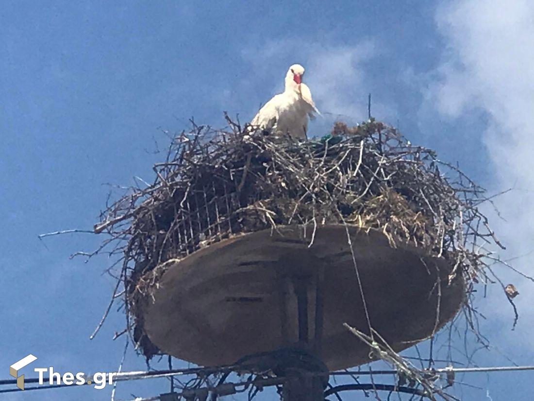 χωριό των πελαργών Νυμφόπετρα πελαργοί