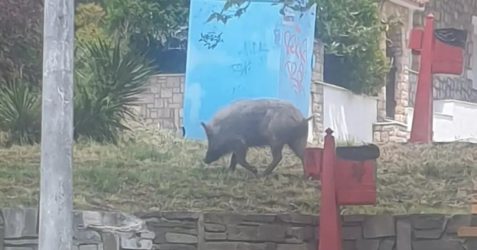 Θεσσαλονίκη: Αγριογούρουνο βγήκε για… βόλτα στο Ωραιόκαστρο (ΒΙΝΤΕΟ)